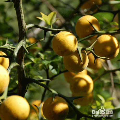 枳壳怎么养？