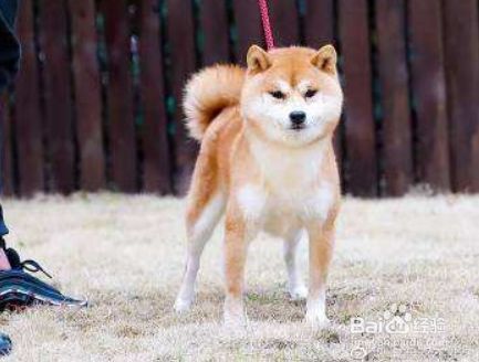 三到六个月的豆柴如何饲养 百度经验