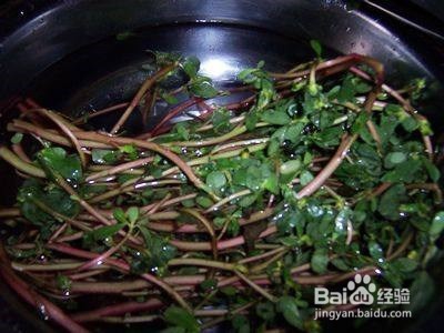 凉拌马齿苋的做法