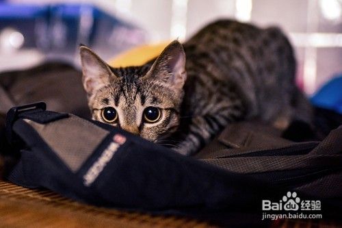 猫咪口炎会传染给人吗 猫口炎能传染给人类吗 百度经验