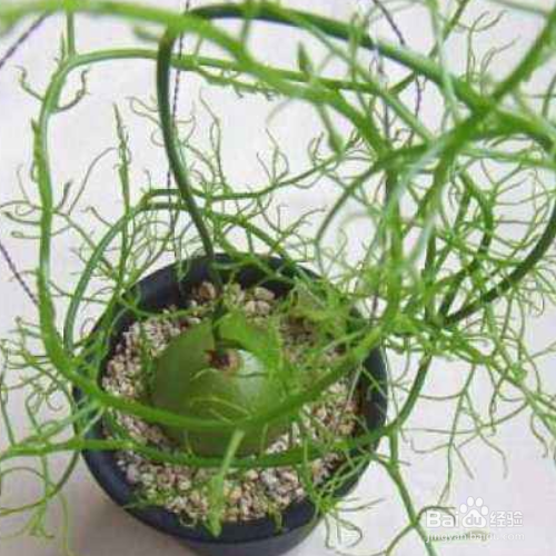 大苍角殿的养殖技巧和注意事项