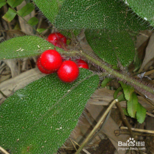 虎舌红的培育方法和注意事项