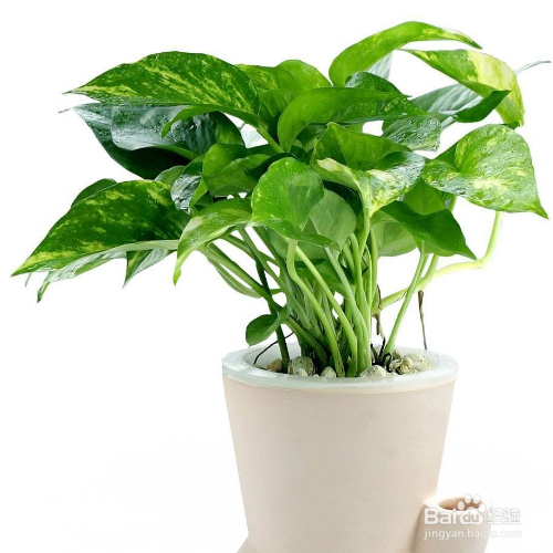 绿萝的养殖方法和注意事项有哪些?