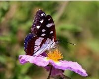 蝴蝶宝宝是怎么引起的