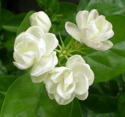 如何让茉莉多开花?