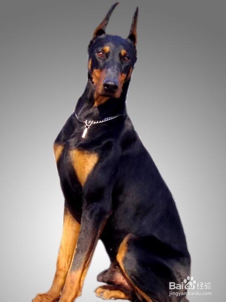 狗狗,我的世界不能没有你