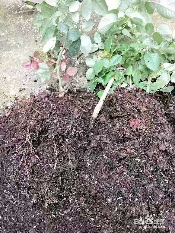 花盆里浇1勺，7天后叶绿根壮，重新爆满盆