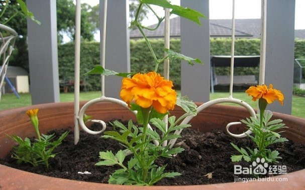 介绍几款驱蚊花草的用途