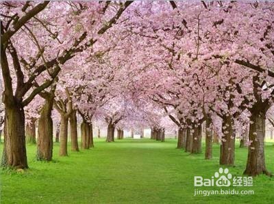 国内赏樱攻略大全