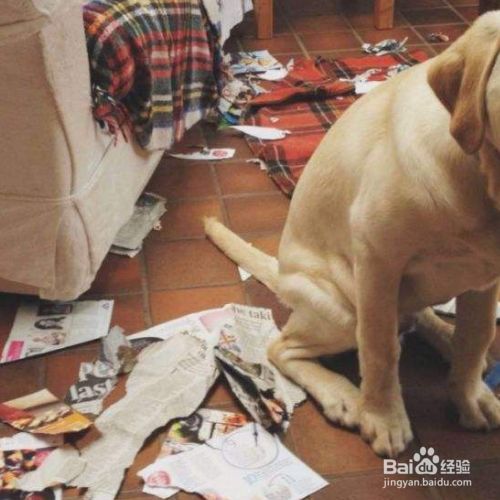 怎么教狗狗算数 百度经验