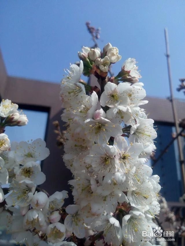 怎样在屋顶花园种植红樱桃