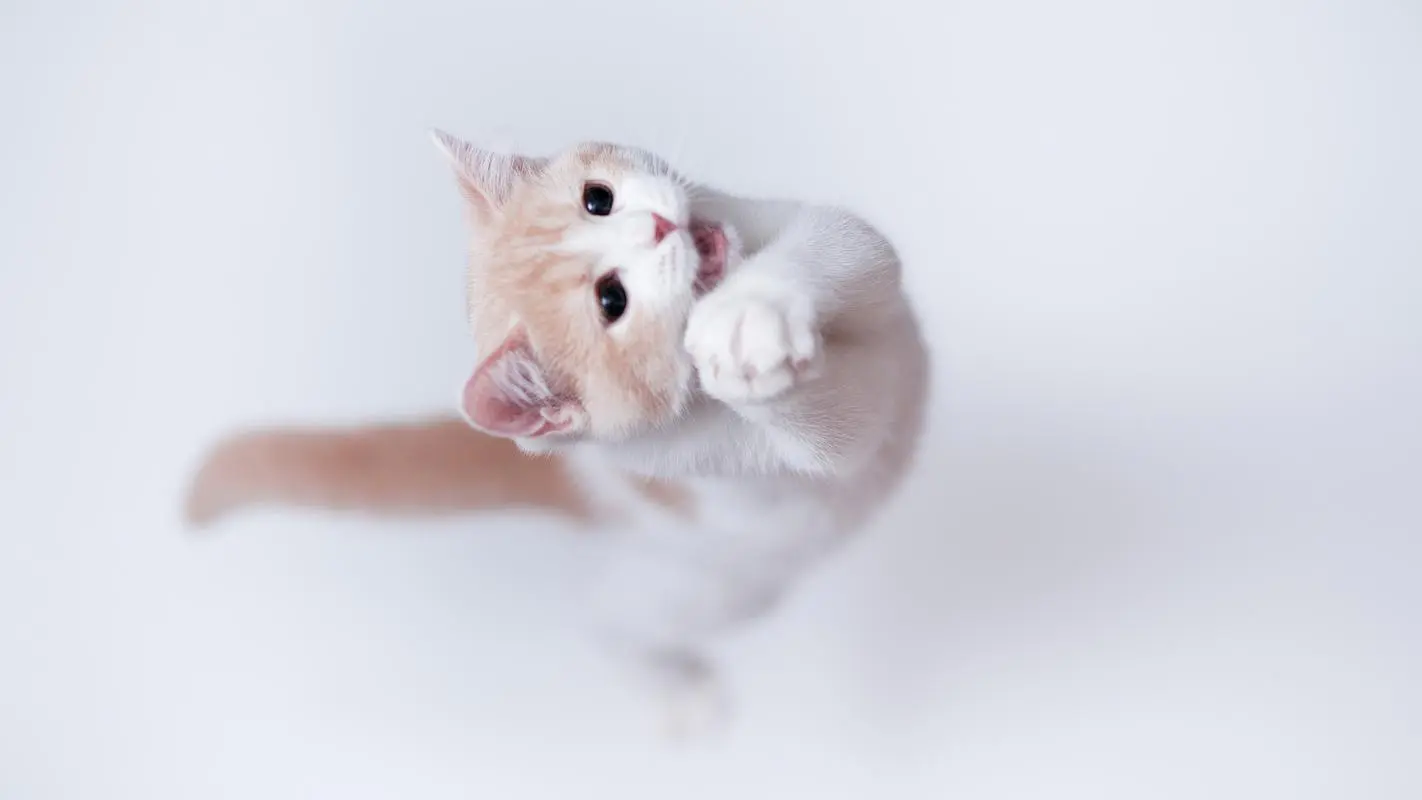 我喜欢的小动物二年级