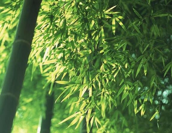 描写竹林景色怎么写