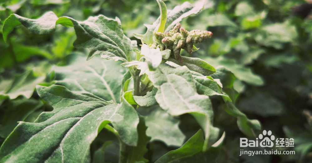 当下农村最火的野菜有哪些