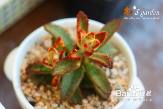 植物摄影小窍门+皮神山大王记