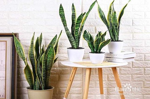 哪些花适合养在卧室