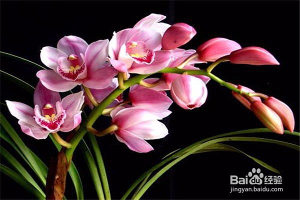 大花蕙兰的养殖方法和注意事项有哪些?