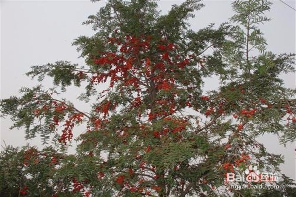 红豆杉的养殖方法和注意事项有哪些？