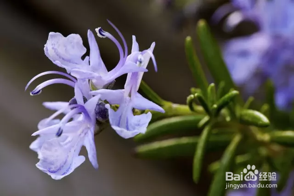 养殖迷迭香的注意事项