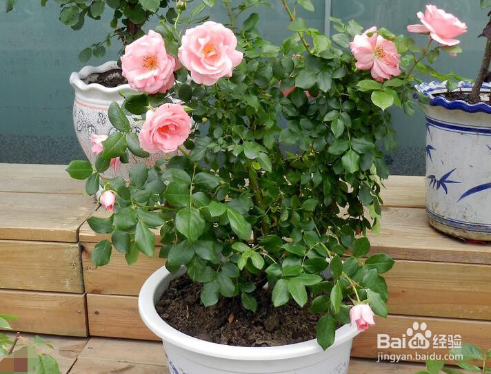 怎么养盆栽月季