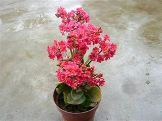长寿花怎样修剪好看