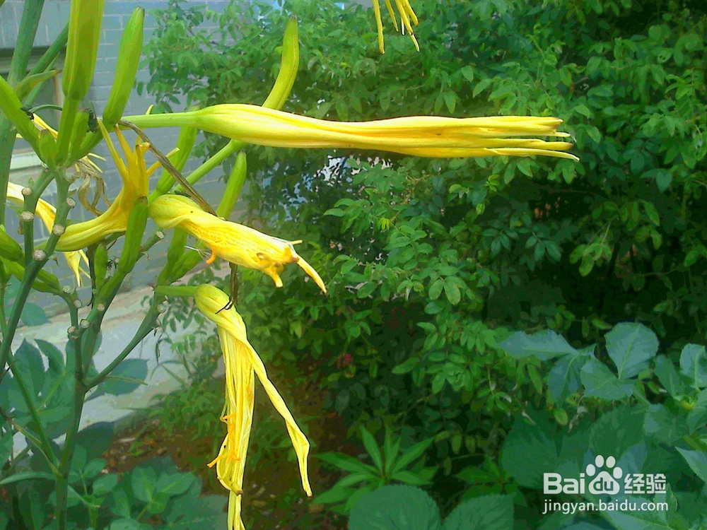 老年人在夏季散步怎样欣赏草本“香蕉花”来养生