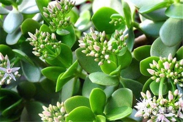 玉树的养殖方法和注意事项都有哪些?