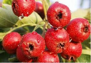 为什么不能空腹吃柿子或冬枣？