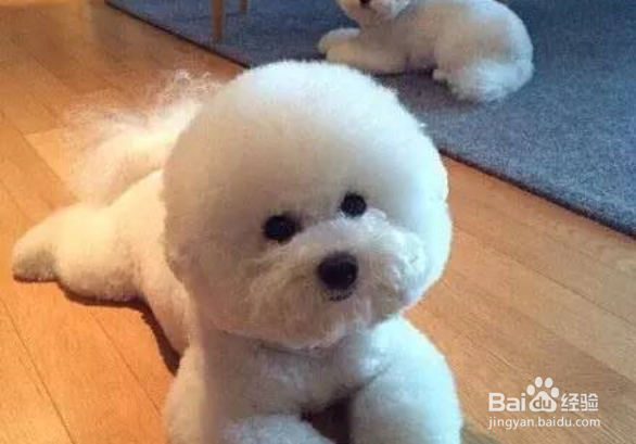 比熊和泰迪的区别