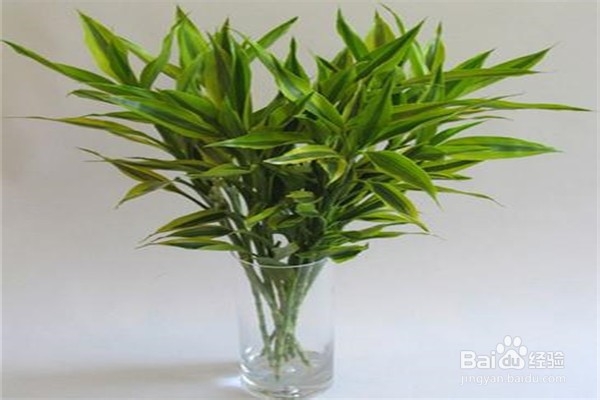 富贵竹应该怎么养殖?