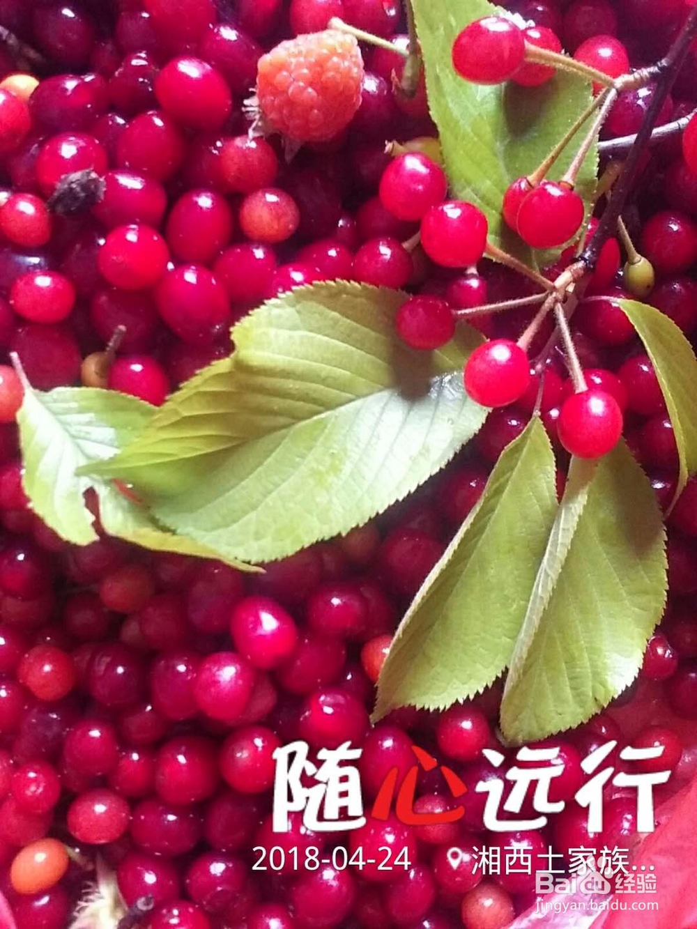 鸣凤山野美食集锦