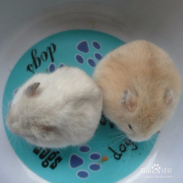 小仓鼠能吃什么