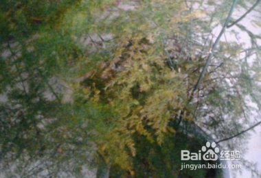 文竹应该怎么养护呢？