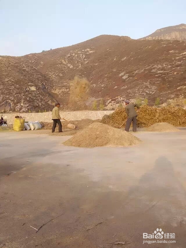 秋收如何收谷子