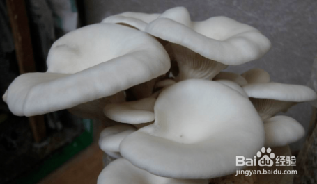 平菇在冰箱里长了白毛