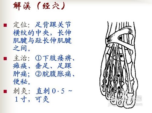 中医经络知识之足阳明胃经图解