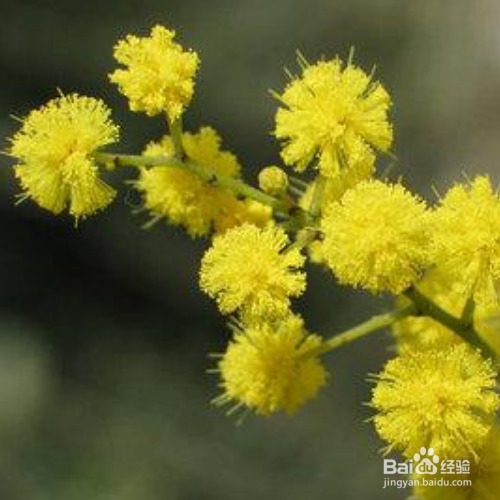 金合欢和合欢的区别有哪些？