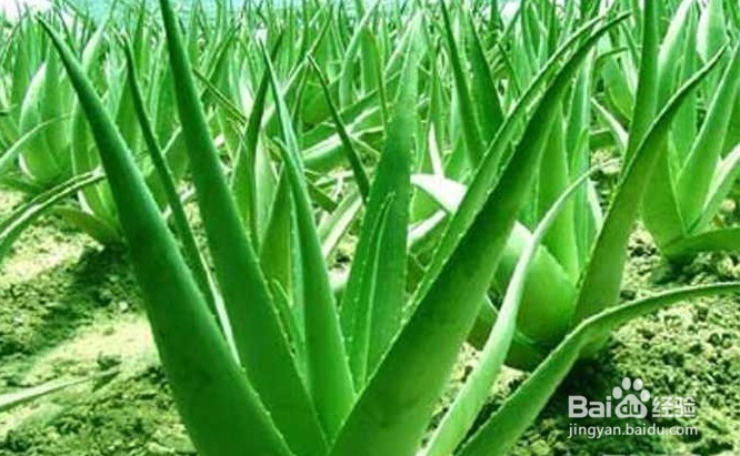 哪些植物去甲醛最好