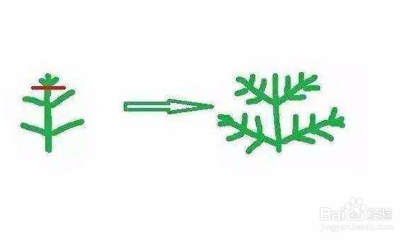 怎样种植养护满天星