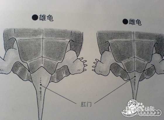 红耳龟怎么分公母图片图片