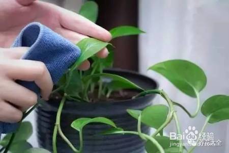 这几个夏季养花小妙招,我只偷偷告诉你!