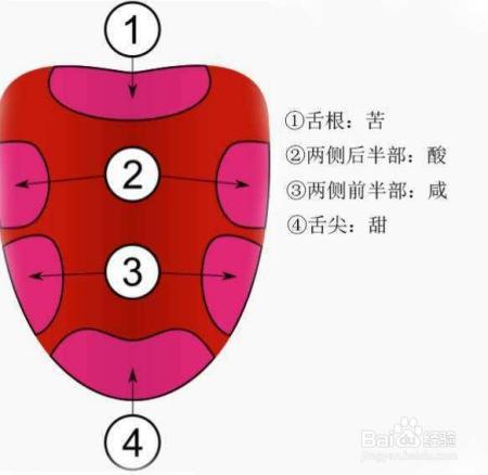 辣从本质上来说，是一种什么感觉