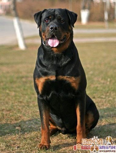 罗威纳犬特长的训练技巧