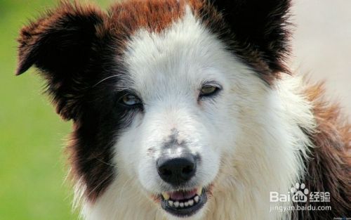 狗狗食欲不振是什么原因 百度经验