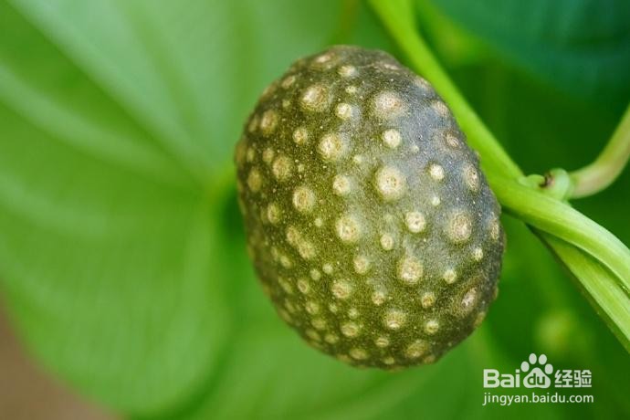 黄独的果实食用方法