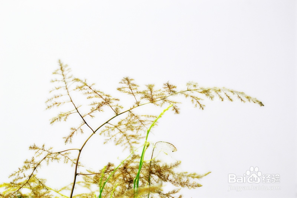 文竹叶子枯黄怎么办？