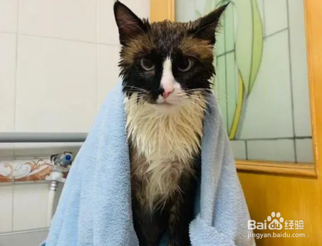 猫洗澡三大禁忌