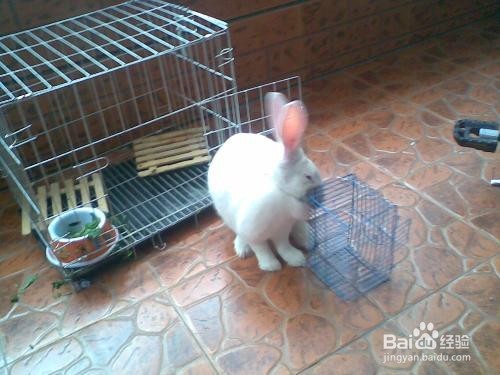 怎样养小兔子
