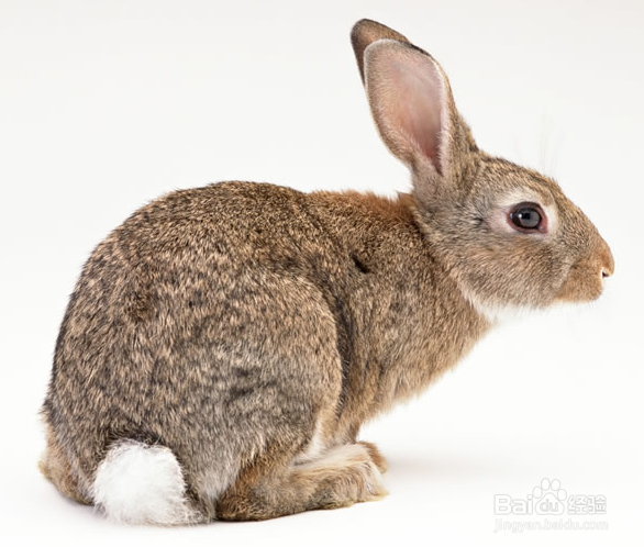 怎么养兔子，可爱的兔兔哟