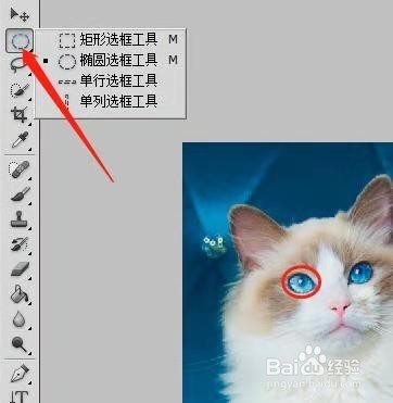 用PS制作动态猫咪表情包